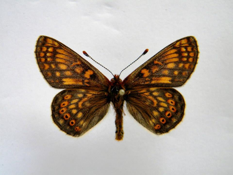 Euphydryas aurinia (cold shock abberant) 5 (Internet Image property of respective owner, non-commercial use only)